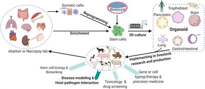 Harness Organoid Models for Virological Studies in Animals: A Cross-Species Perspective